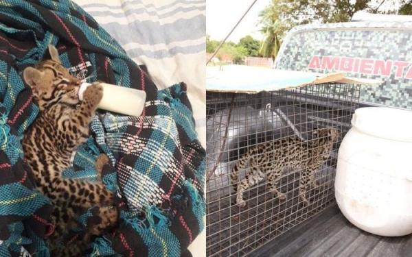 Batalhão Ambiental recolhe jaguatirica após entrega voluntária no Piauí