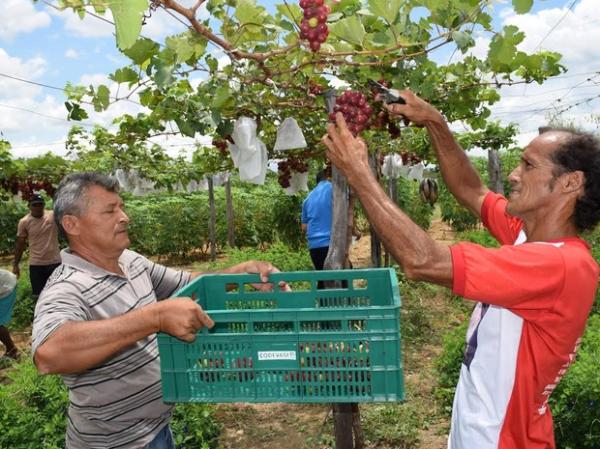 Fam&iacute;lias driblam a seca e investem na planta&ccedil;&atilde;o de uvas no sert&atilde;o do PI.(Imagem:Alonso Gomes)