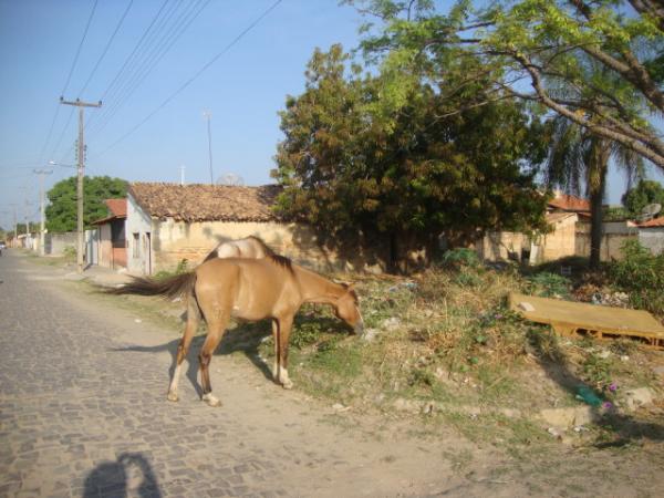 Flagrante: Animais na pista(Imagem:reda&ccedil;&atilde;o)