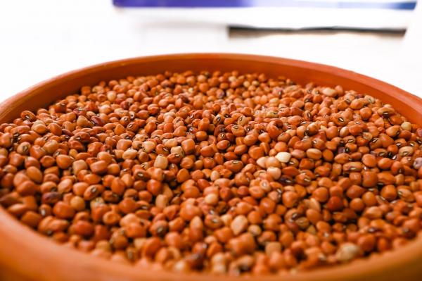 SAF já distribuiu 22 toneladas de sementes crioulas e avança com rede de agroflorestas no Piauí