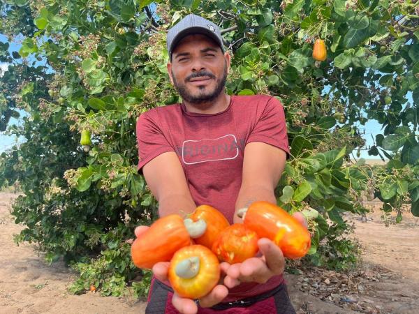 Com aumento na produ&ccedil;&atilde;o de caju, Piau&iacute; tem a 2&ordf; maior &aacute;rea plantada no Brasil.(Imagem:Felipe Soares)