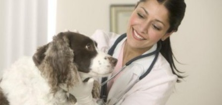 Conselho de Medicina Veterinária de Goiás encerra prazo para 84 vagas