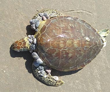 Onze tartarugas são encontradas mortas em praias do litoral do Piauí