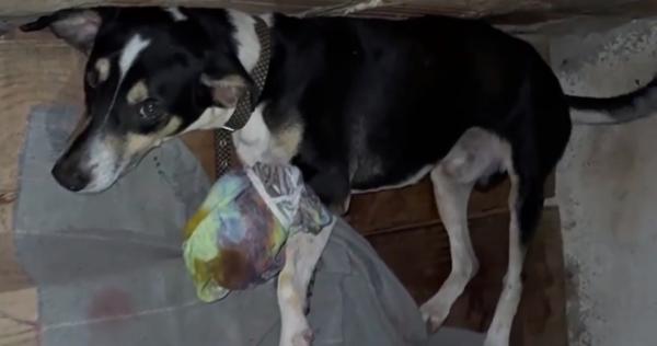 Cachorro tem pata decepada em ato de crueldade no Residencial Alto da Cruz, em Floriano