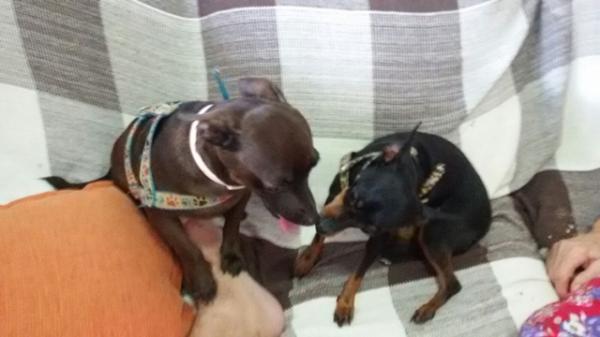 Decis&atilde;o judicial pode separar casal de cachorros e donos protestam no PI.(Imagem:Cidadeverde.com)