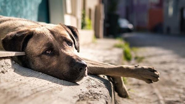 Ocorrências de maus-tratos contra animais crescem quase 100% em quatro anos no Piauí