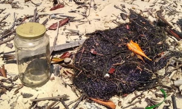  &Oacute;leo cru foi encontrado em capim-agulha, principal alimento do peixe-boi, na Praia da Lama (PI).(Imagem:Pesca Solid&aacute;ria da Comiss&atilde;o Ilha Ativa )