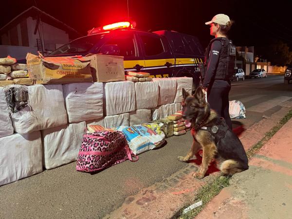 Integra&ccedil;&atilde;o do uso de c&atilde;es policiais eleva efici&ecirc;ncia e credencia novos investimentos da SSP(Imagem:Divulga&ccedil;&atilde;o)