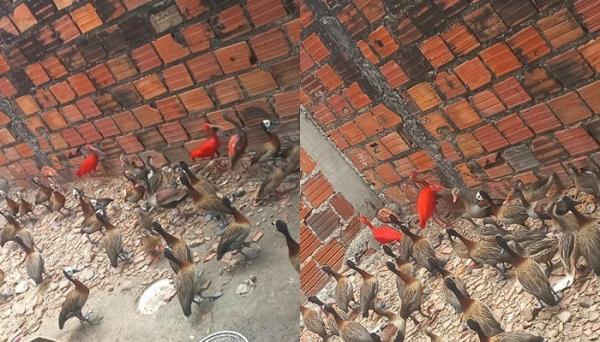 Polícia Ambiental apreende 77 aves silvestres mantidas em cativeiro