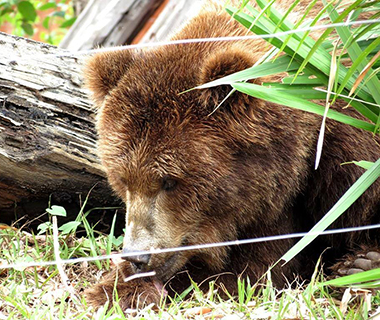 Ursa Marsha deixará o Piauí em avião da FAB no próximo dia 21