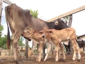 Em gestação rara, vaca dá à luz bezerros gêmeos em Floriano