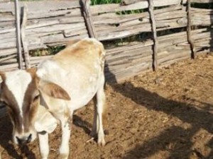 Suspeito de praticar sexo com animal é amarrado e detido no interior do PI