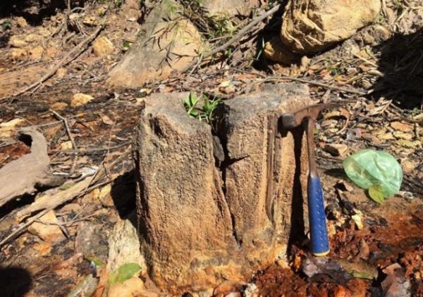 Nova Floresta Fóssil é descoberta as margens de riacho em Teresina