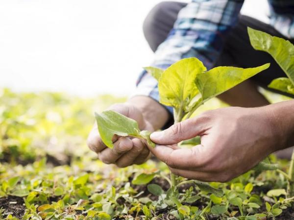 Agricultura familiar: programa oferece 130 vagas para formação de jovens no Piauí