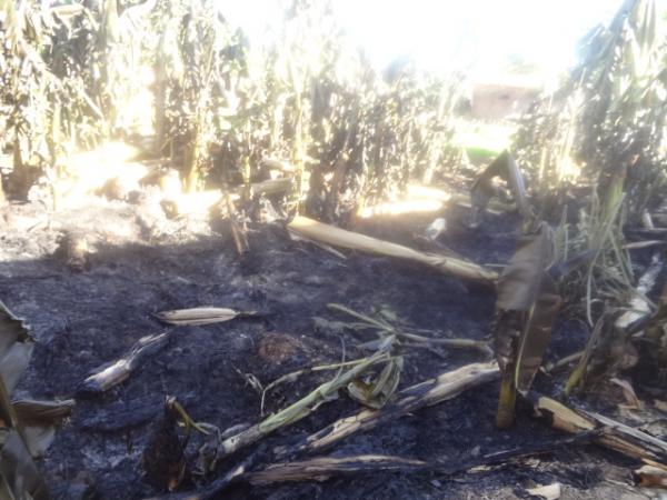 Fogo atinge bananal em Horta do bairro Taboca em Floriano