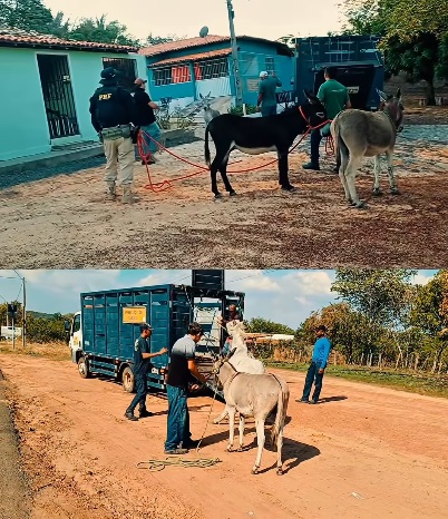PRF e Centro de Zoonoses realizam ação conjunta em Floriano para recolhimento de animais soltos