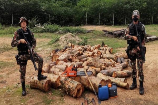 Homens são presos em flagrante por desmatamento ilegal no Sul do Piauí