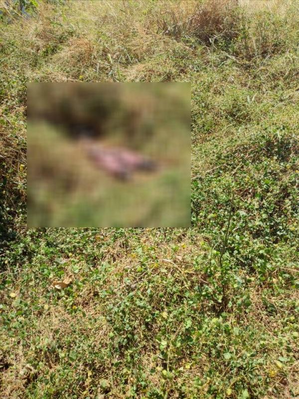 Corpo de homem desaparecido é encontrado em matagal em Timon