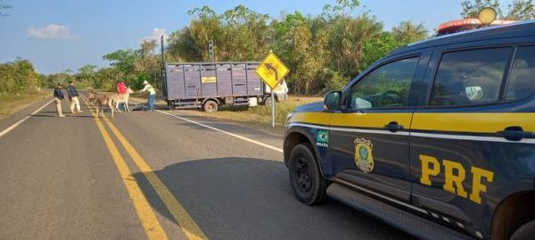 PRF encerra a Operação Armentum - Fase 1 no Piauí