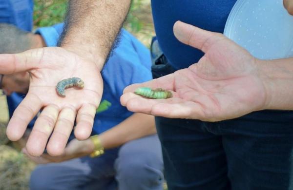 Adapi investiga ataque de praga em lavouras de mandioca no sul do Piauí