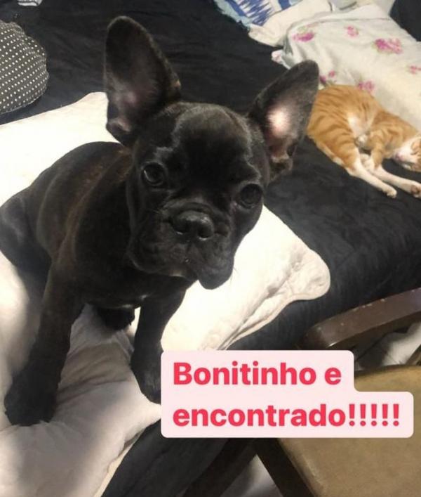 Cão roubado durante arrastão em casa na Zona Norte de Teresina é recuperado quase 48 horas depois