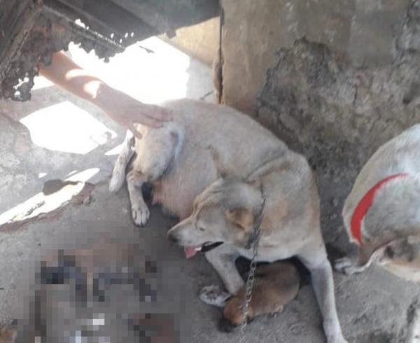 Mulher é investigada suspeita de matar filhotes de cachorro em Teresina