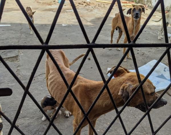 C&atilde;es abandonados foram resgatados pela pol&iacute;cia em Teresina.(Imagem:Divulga&ccedil;&atilde;o)