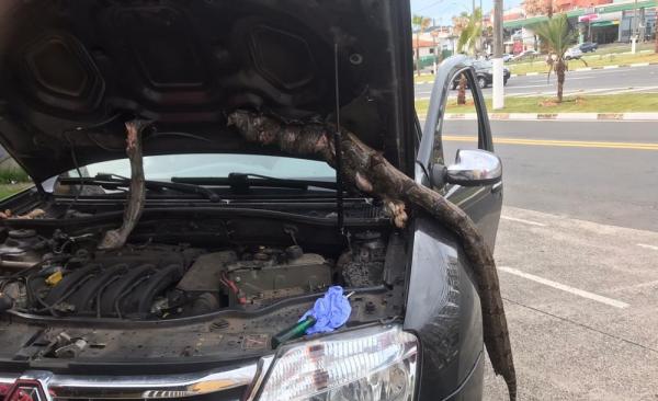 Motorista roda 650 quilômetros com jiboia em motor de carro: "Quase tive um treco"