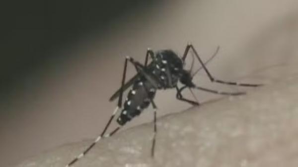 Piauí tem aumento nos casos notificados de dengue; zika e chikungunya apresentam redução