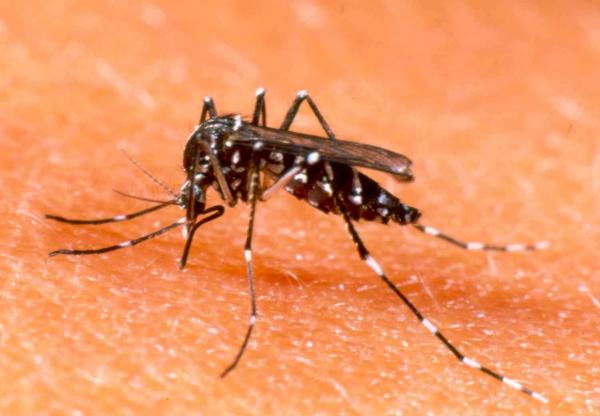 Dengue tem potencial de se transformar em pandemia mundial, adverte OMS.(Imagem:Divulgação)