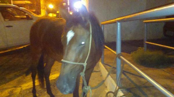 Homem rouba cavalo e foge a galope pelas ruas de Floriano