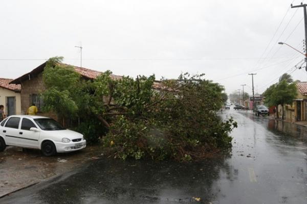 &Aacute;rvore caina avenida 13 de maio(Imagem:Cidadeverde.com)