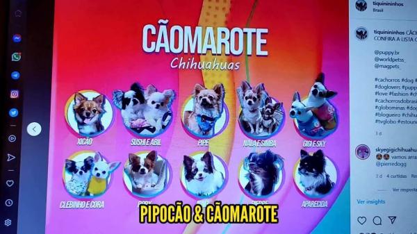 Com 24 cães participantes, Big Dog Brasil faz paródia do BBB original: vamos dar aquela auspiadinha?