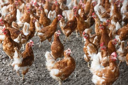 IBGE: criação de aves se destaca no PI e dobra a produção de ovos