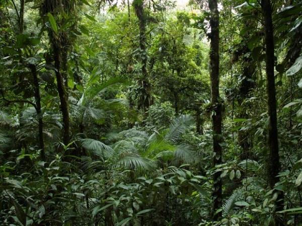 Piauí reduz em 76% desmatamento da Mata Atlântica, diz pesquisa