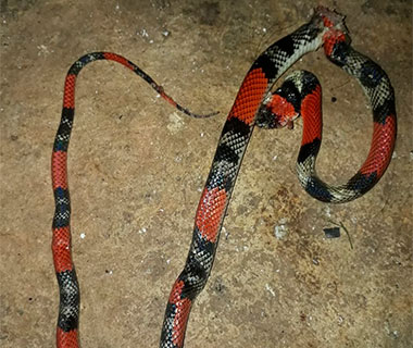 Moradora acha cobra coral em condomínio na zona Leste de THE