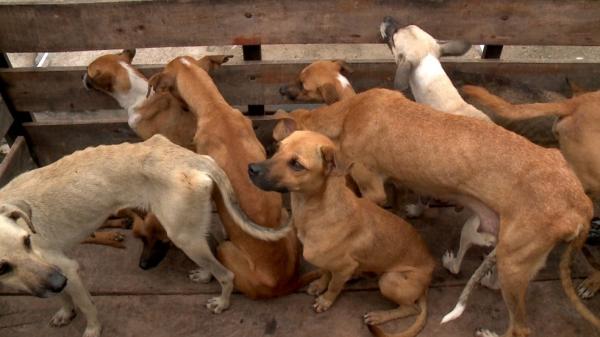 Animais resgatados ser&atilde;o encaminhados ao Lar do Nando, em Teresina.(Imagem:Reprodu&ccedil;&atilde;o/TV Clube)