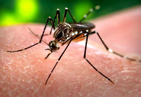 Piauí já ultrapassa 15 mil casos de dengue este ano, diz Sesapi