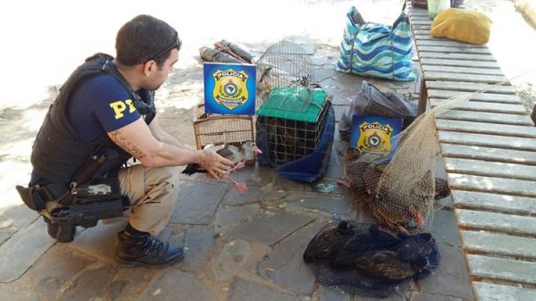 PRF prende homem com 18 animais silvestres no litoral no Piauí