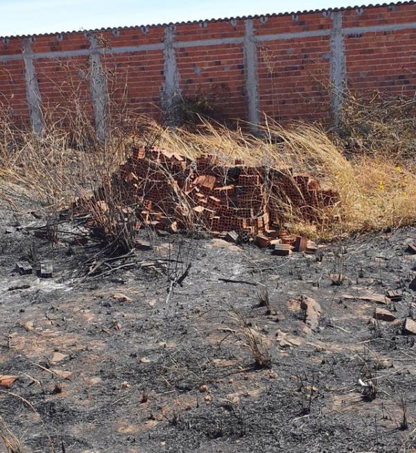 Filhotes de cachorro são resgatados de incêndio em Itaueira; polícia suspeita de maus-tratos