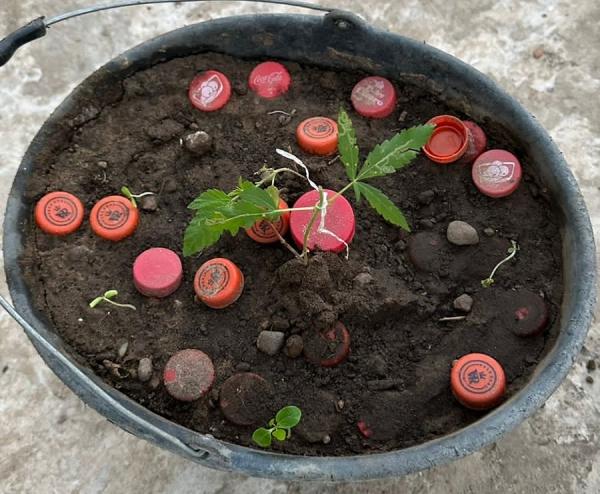 Planta&ccedil;&atilde;o de maconha.(Imagem:PM-PI)