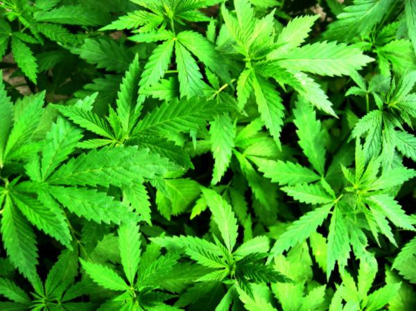 Polícia apreende 100 mil pés de maconha no Sul do Piauí