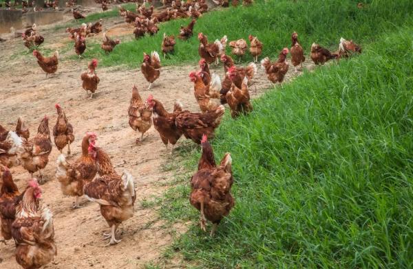 Piauí tem 4 vezes mais galinha do que pessoas, aponta IBGE