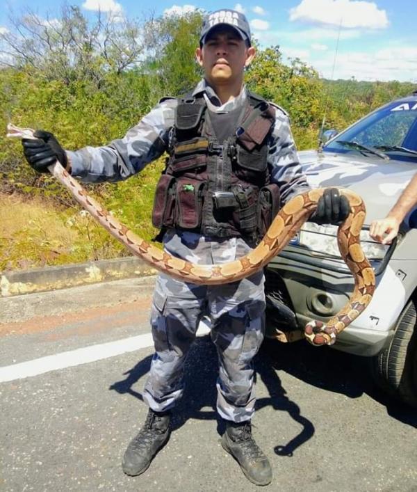 Jiboia foi contida por policiais militares.(Imagem:Divulga&ccedil;&atilde;o/PM)