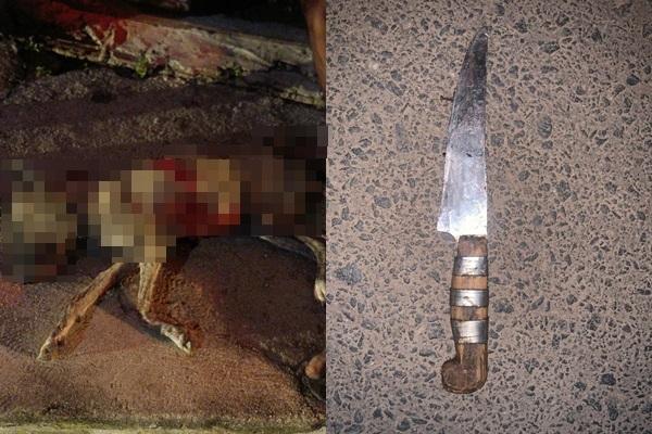 Homem é preso após matar cachorro com facada em Luís Correia
