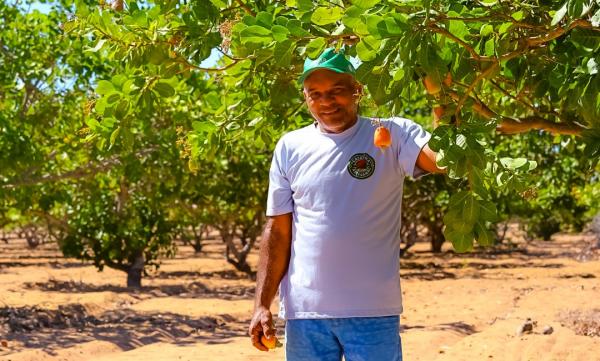 SAF incentiva produção de caju e garante renda a agricultores familiares no Piauí