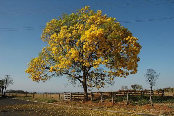 Prefeitura vai plantar Ipês amarelos em unidades de saúde para lembrar o Setembro Amarelo