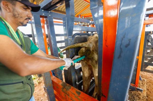 Piauí Mais Genética chega a 20 mil inseminações no rebanho piauiense