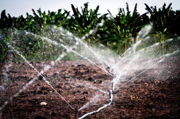 Governo e Codevasf priorizam investimentos em irrigação no PI