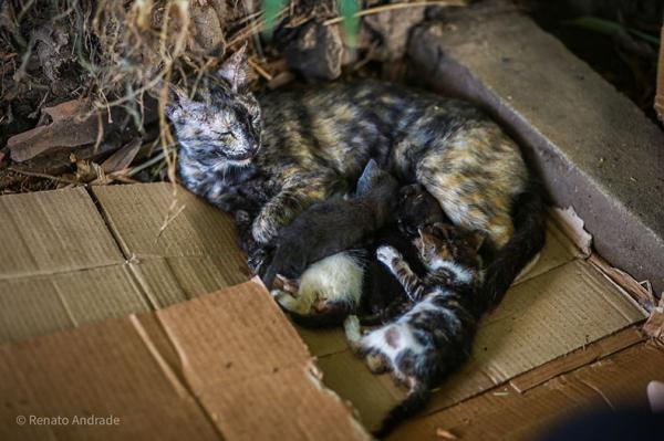  Piau&iacute; tem a maior popula&ccedil;&atilde;o de gatos do Brasil e lei prev&ecirc; a cria&ccedil;&atilde;o de 